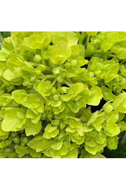 Гортензія Мохіто лаймові квіти